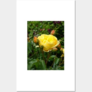 Yellow Rose Posters and Art